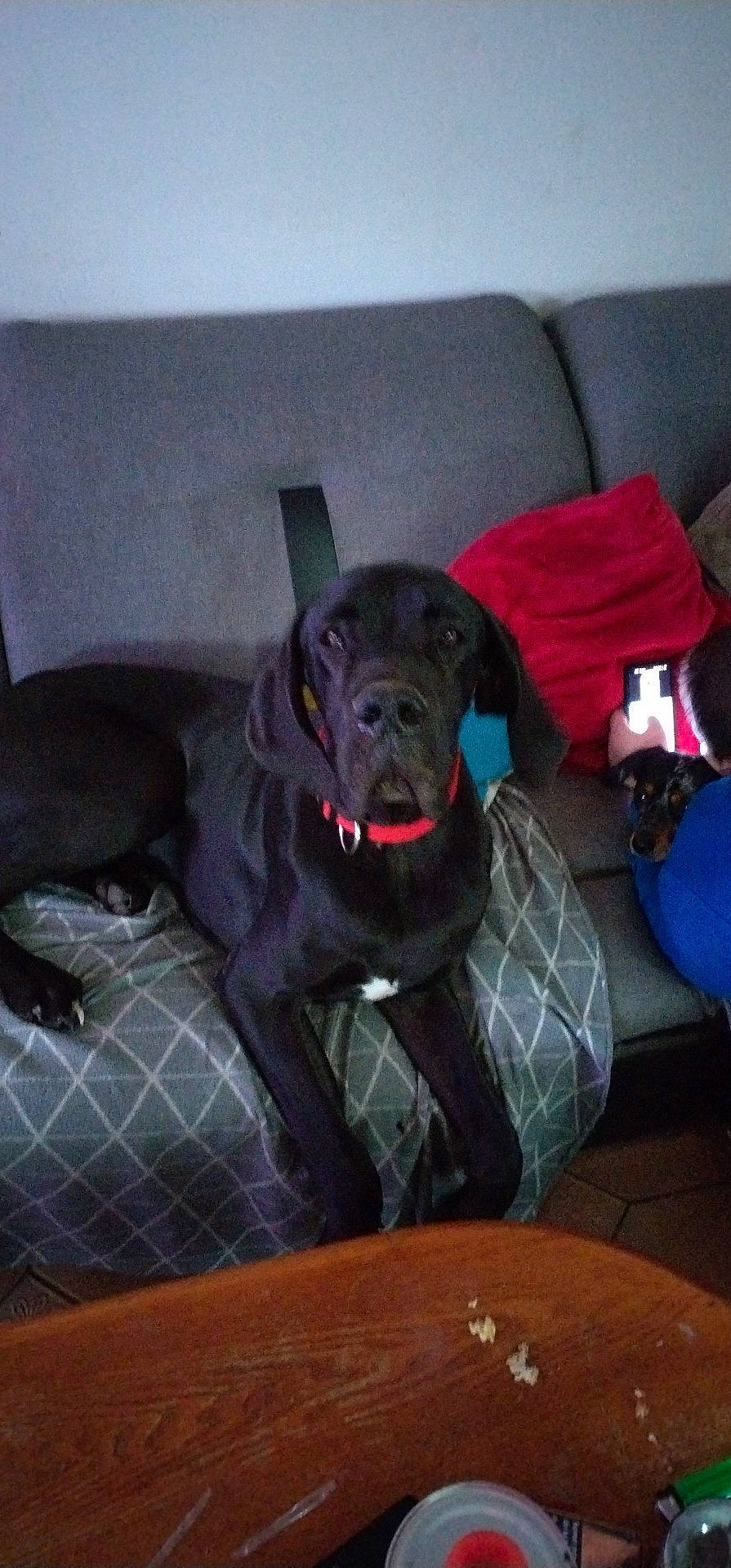 Ugo a rejoint le concours — aidez-le/la à gagner de superbes lots ! borador, canidae, carnivore, comfort, companion_dog, couch, dog, dog_breed, dog_supply, fawn, grey, guard_dog, non_sporting_group, room, snout, sporting_group, table, toy_dog, whiskers, working_animal