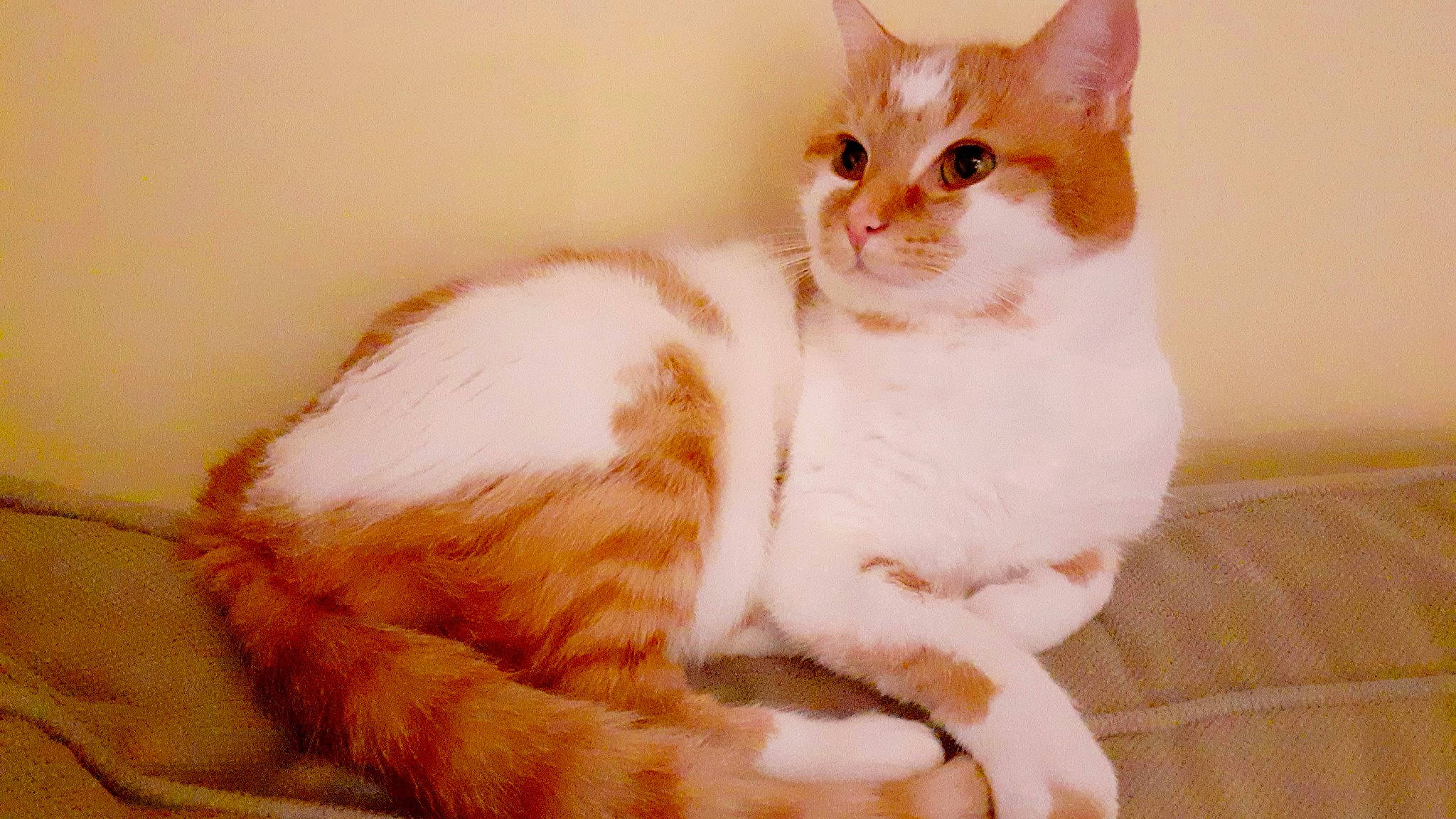 Etoile a rejoint le concours — aidez-le/la à gagner de superbes lots ! carnivore, cat, comfort, domestic_short_haired_cat, eye, fawn, felidae, foot, fur, paw, peach, sitting, small_to_medium_sized_cats, snout, tail, whiskers