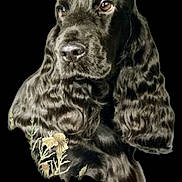 Sully a rejoint le concours — aidez-le/la à gagner de superbes lots ! dog, black_dog, portrait, wavy_fur, animal, pet, studio_shot, black_background, detailed, close_up, floral_design, artistic, elegant, thoughtful, cute, mammal, companion, furry, animal_portrait, isolated