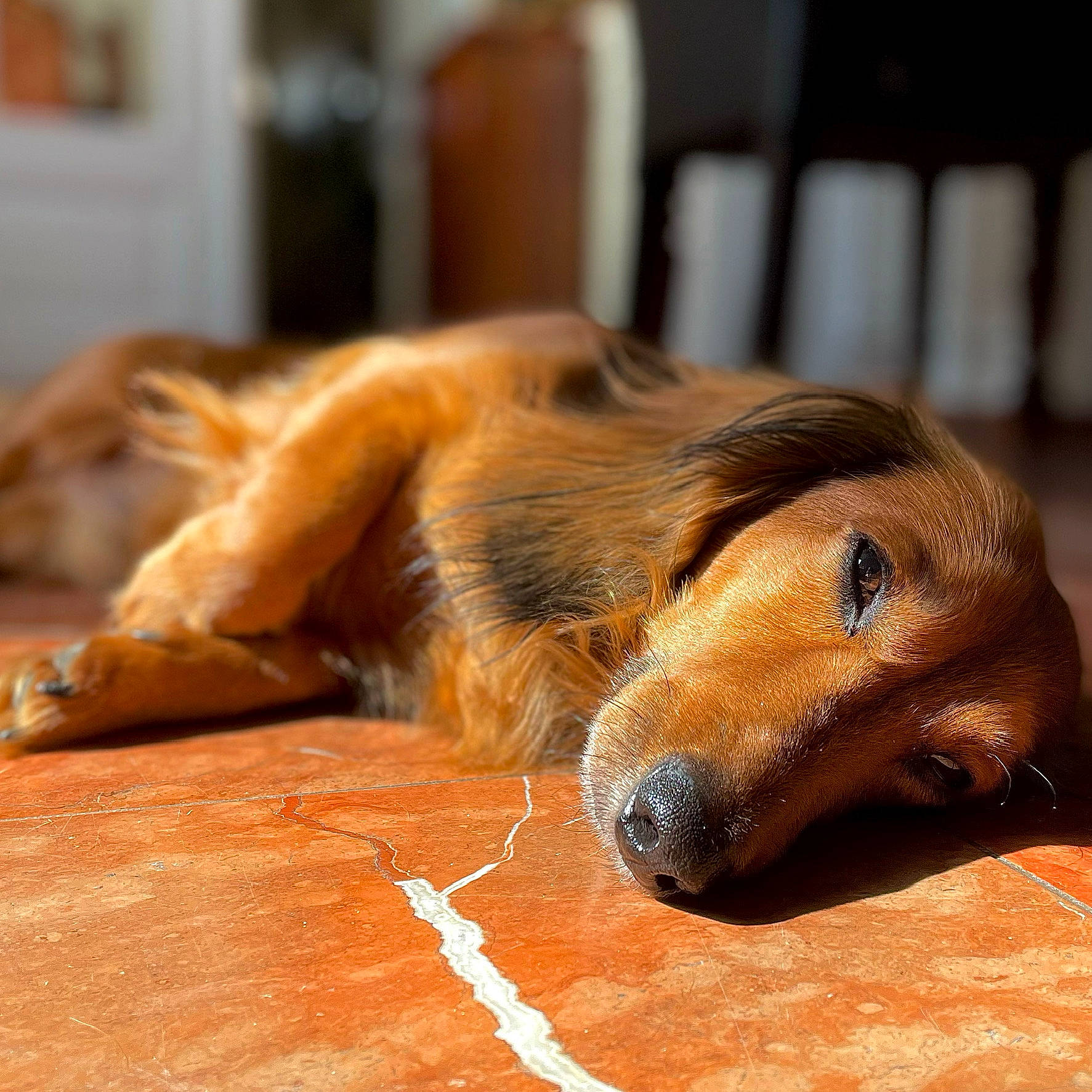 Léo participe au concours pour gagner de l'argent avec cette photo : canidae, carnivore, comfort, companion_dog, dog, dog_breed, fawn, flooring, fur, hardwood, liver, paw, snout, sporting_group, terrestrial_animal, varnish, whiskers, wood, working_animal