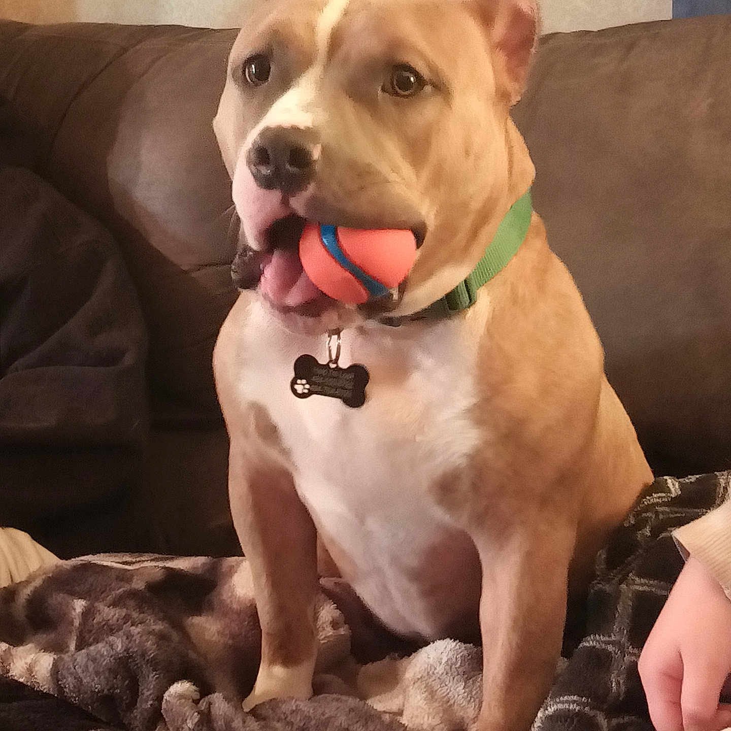 Diesel is registered to the contest to win money with this photo: accessories, animal, baby, bodypart, bulldog, canine, chair, couch, cushion, dog, finger, furniture, hand, homedecor, hound, person, pet, pitbull, puppy, strap