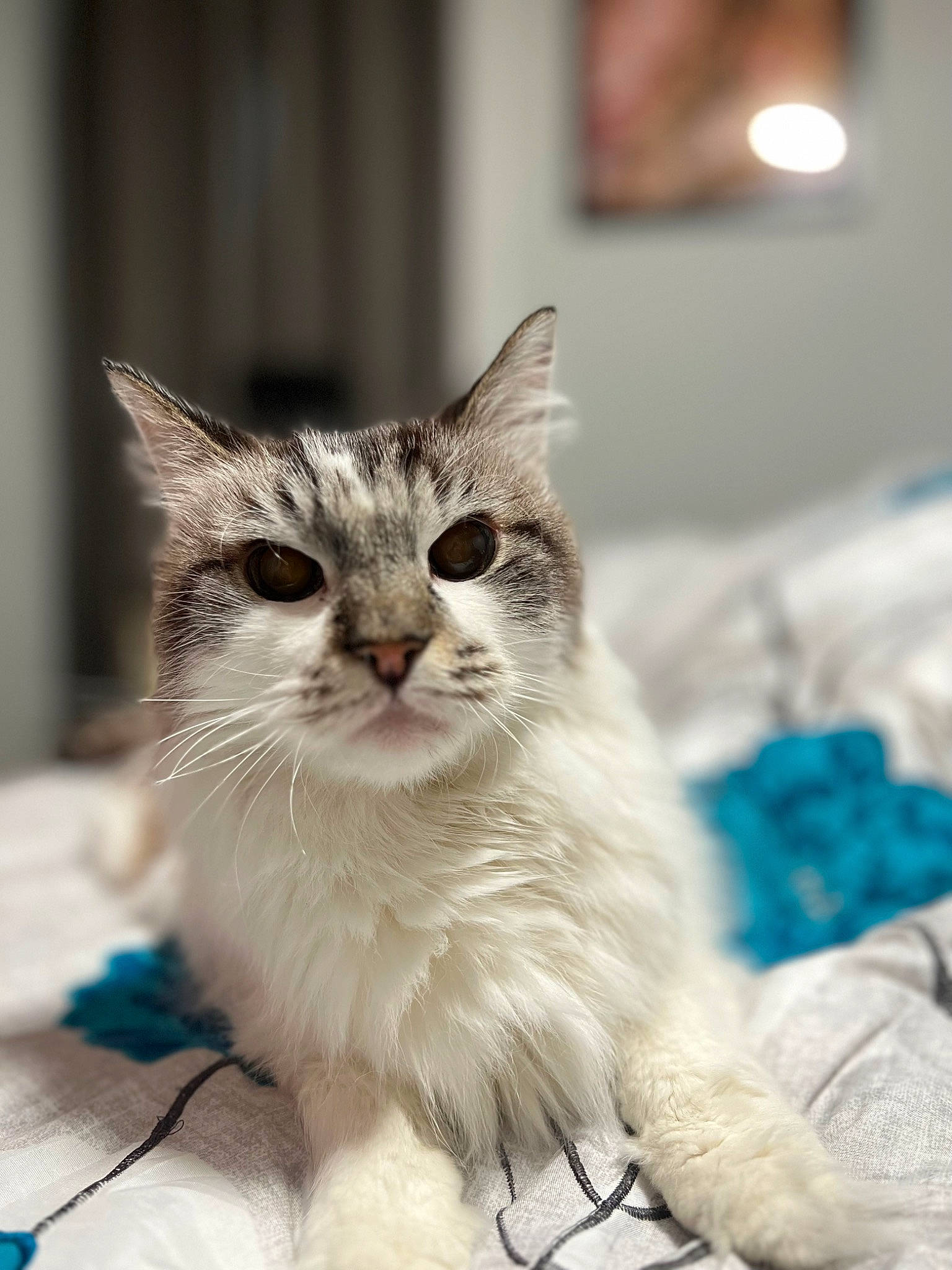 Sugar is registered to the contest to win money with this photo: carnivore, cat, claw, domestic_short_haired_cat, event, felidae, fur, paw, sitting, small_to_medium_sized_cats, snout, tail, whiskers