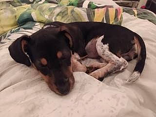 Sushi a rejoint le concours — aidez-le/la à gagner de superbes lots ! canidae, carnivore, comfort, companion_dog, couch, dog, dog_breed, dog_supply, ear, guard_dog, linens, paw, pinscher, snout, sporting_group, terrestrial_animal, toy_dog, whiskers, working_animal, working_dog