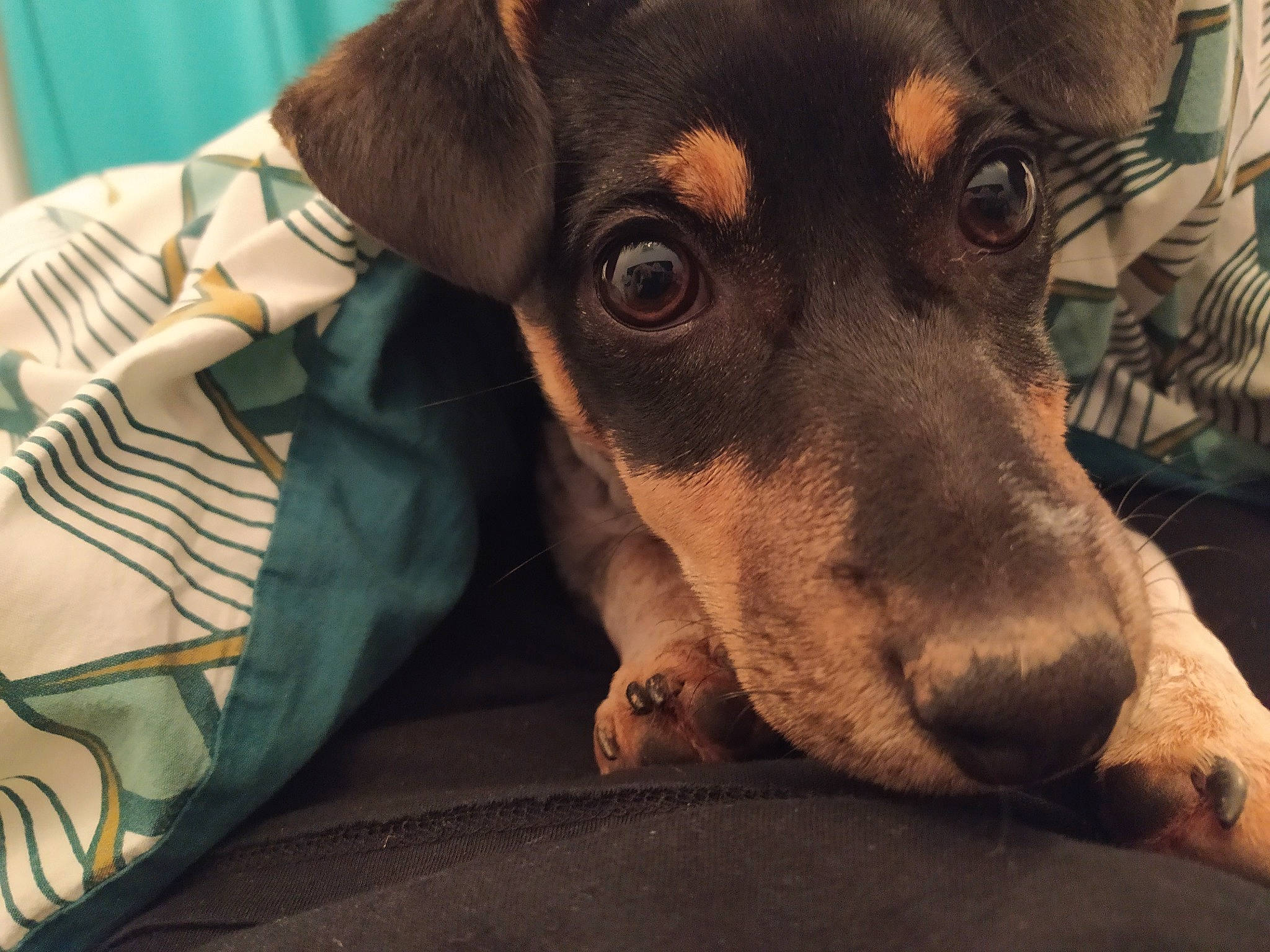 Sushi participe au concours pour gagner de l'argent avec cette photo : canidae, carnivore, comfort, companion_dog, dog, dog_breed, dog_supply, ear, fawn, fur, guard_dog, pet_supply, puppy, snout, sporting_group, terrestrial_animal, terrier, toy_dog, whiskers, working_animal