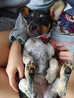 Sushi a rejoint le concours — aidez-le/la à gagner de superbes lots ! canidae, carnivore, collar, comfort, companion_dog, dog, dog_breed, fawn, fur, lap, paw, puppy_love, sharing, sitting, sporting_group, texas_heeler, toy_dog, watch, working_animal, working_dog