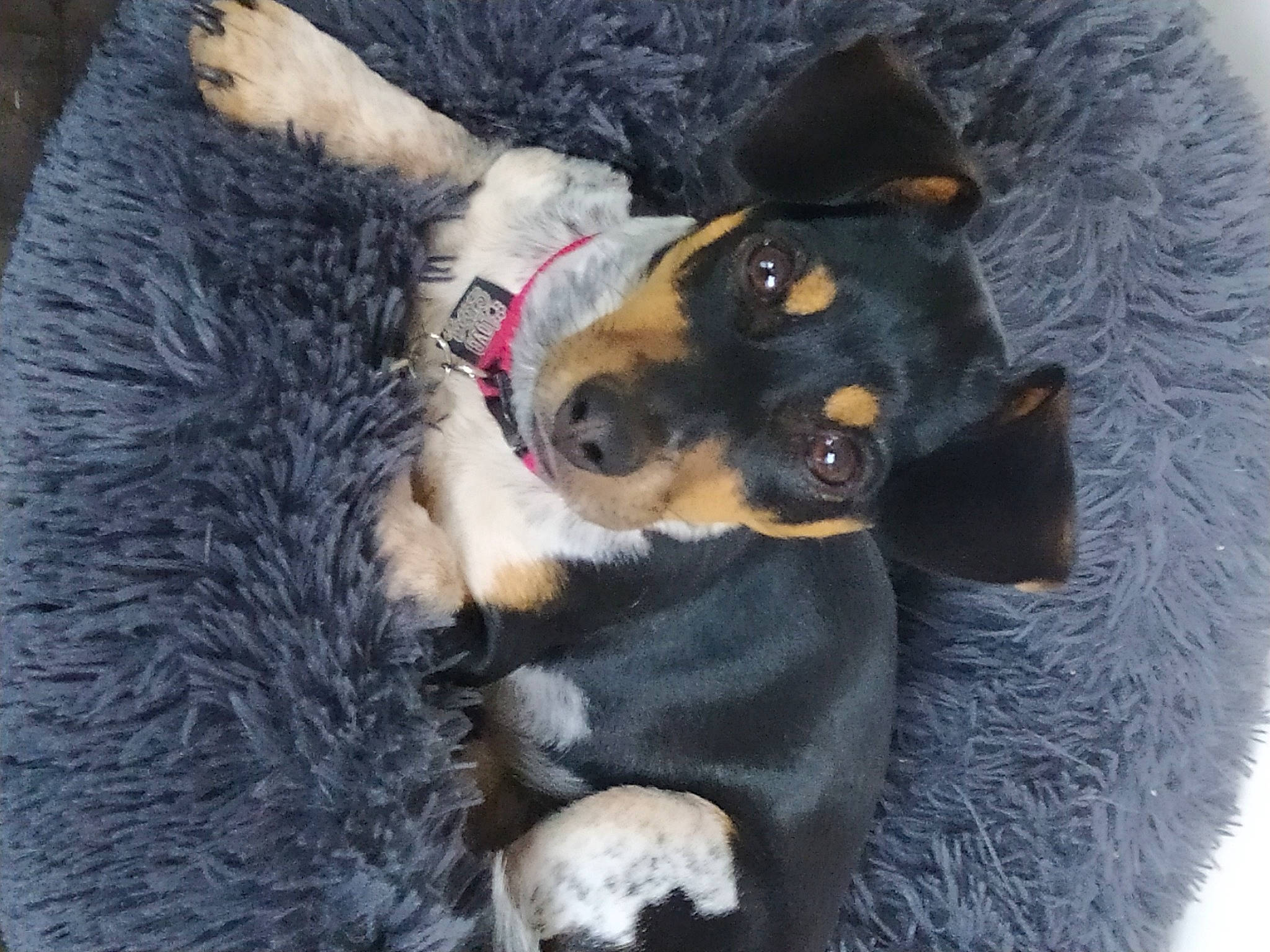 Sushi participe au concours pour gagner de l'argent avec cette photo : canidae, carnivore, collar, companion_dog, dog, dog_breed, dog_collar, dog_supply, fawn, fur, guard_dog, herding_dog, natural_material, paw, snout, sporting_group, tail, toy_dog, working_animal, working_dog