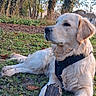 Lucas a rejoint le concours — aidez-le/la à gagner de superbes lots ! dog, golden_retriever, grass, stick, outdoor, nature, trees, canine, pet, animal, leaves, sunlight, daytime, fur, muzzle, collar, resting, landscape, park, quiet