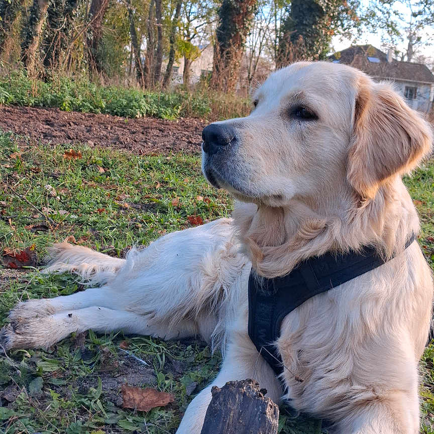 Lucas a rejoint le concours — aidez-le/la à gagner de superbes lots ! dog, golden_retriever, grass, stick, outdoor, nature, trees, canine, pet, animal, leaves, sunlight, daytime, fur, muzzle, collar, resting, landscape, park, quiet