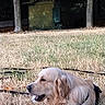 animal, autumn_leaves, canine, daylight, dog, dry_grass, field, fur, golden_retriever, grass, leaves, lying_down, nature, outdoor, park, pet, relaxed, shed, side_view, tree