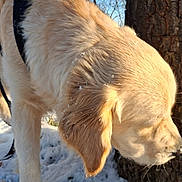 Lucas participe au concours pour gagner de l'argent avec cette photo : animal, bare_trees, blue_sky, canine, closeup, daylight, dog, fur, golden_retriever, nature, outdoor, pet, puppy, season, sniffing, snow, sunlight, tree, winter, young_dog