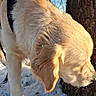 animal, bare_trees, blue_sky, canine, closeup, daylight, dog, fur, golden_retriever, nature, outdoor, pet, puppy, season, sniffing, snow, sunlight, tree, winter, young_dog