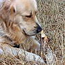 animal, beige, brown, canine, closeup, dog, dry_grass, fur, golden_retriever, grass, muzzle, nature, outdoor, paw, pet, quiet, resting, side_view, snout, stick