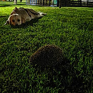 Lucas participe au concours pour gagner de l'argent avec cette photo : dog, hedgehog, grass, night, street, sidewalk, animal, pet, nature, outdoor, curious, quiet, green, park, leisure, canine, wildlife, mammal, lawn, resting