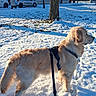 Lucas participe au concours pour gagner de l'argent avec cette photo : animal, canine, car, cold, daytime, dog, fur, golden_retriever, house, leash, nature, outdoor, park, pet, shadow, snow, sunlight, tree, walking, winter