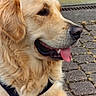 animal, canine, cobblestone, cute, dog, domestic_animal, ears, friendly, fur, golden_retriever, happy, harness, muzzle, outdoor, pavement, pet, side_view, sitting, tongue, tongue_out
