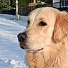 Lucas participe au concours pour gagner de l'argent avec cette photo : animal, blue_sky, calm, canine, closeup, daylight, dog, fence, fur, golden_retriever, house, leisure, mammal, nature, outdoor, park, pet, portrait, snow, winter