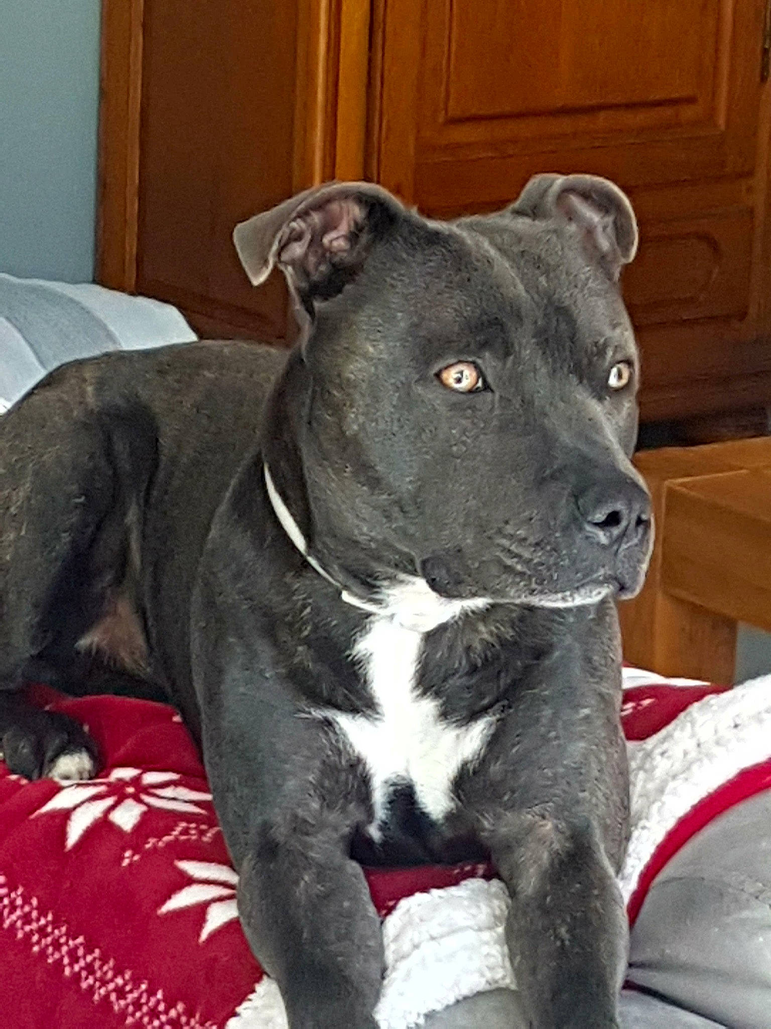 Montana a rejoint le concours — aidez-le/la à gagner de superbes lots ! alaunt, american_pit_bull_terrier, american_staffordshire_terrier, bandog, canidae, carnivore, dog, dog_breed, fawn, mammal, non_sporting_group, old_english_terrier, pit_bull, snout, staffordshire_bull_terrier, terrier, vertebrate, whiskers