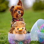 Kreacher is registered to the contest to win money with this photo: dog, plush_toy, grass, outdoor, greenery, plastic_container, colorful_paper, cute, pet, animal, toy, small_dog, yorkshire_terrier, fur, ears, collar, nature, blurred_background, playful, sitting