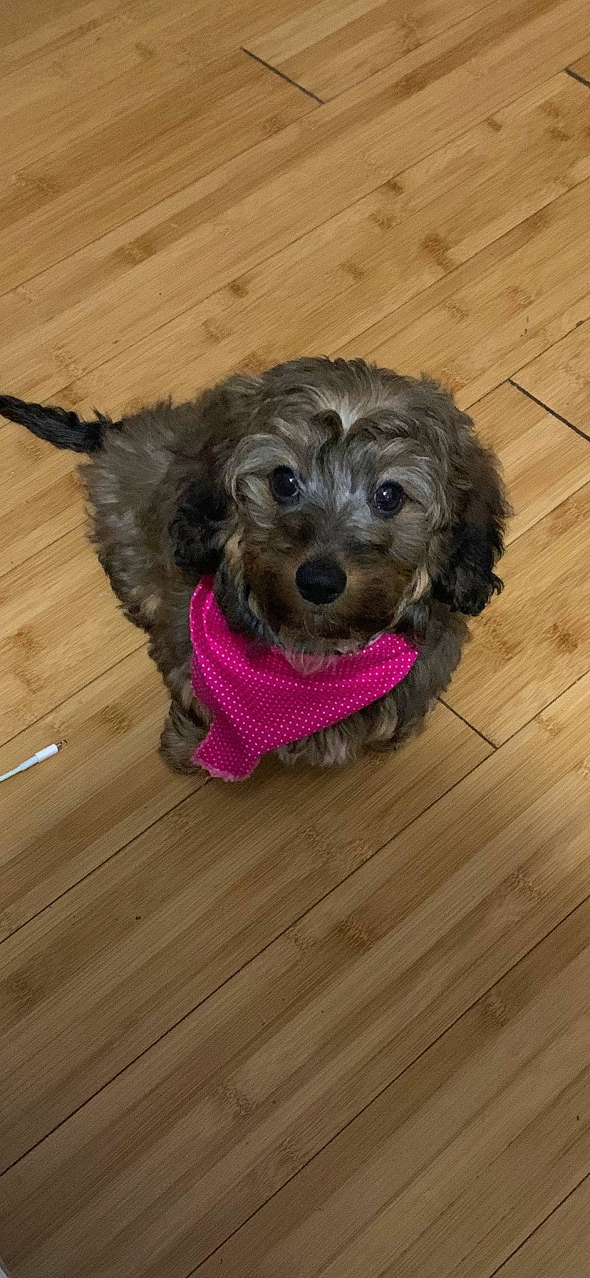 Macy Mae is registered to the contest to win money with this photo: bolonka, canidae, carnivore, cavapoo, cockapoo, companion_dog, dog, dog_breed, goldendoodle, maltepoo, mammal, miniature_poodle, poodle_crossbreed, puppy, rare_breed_dog, schnoodle, sporting_group, toy_poodle, vertebrate, yorkipoo