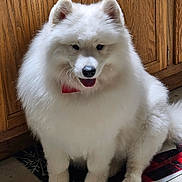 Cookie is registered to the contest to win money with this photo: dog, white, fluffy, indoor, pet, canine, collar, floor, mat, wooden_cabinet, panting, fur, sitting, cute, animal, domestic, portrait, home, companion, friendly