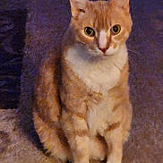 Trooper is registered to the contest to win money with this photo: cat, orange_cat, white_paws, sitting, carpet, indoor, pet, animal, feline, looking, ears, whiskers, fur, eyes, quiet, home, cute, domestic_cat, mammal, portrait