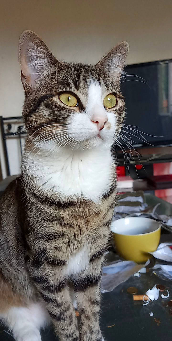 Beerus participe au concours pour gagner de l'argent avec cette photo : bookcase, carnivore, cat, cat_supply, dishware, domestic_short_haired_cat, felidae, fur, kitchen_utensil, mammal, mixing_bowl, paw, serveware, shelf, small_to_medium_sized_cats, snout, spoon, tableware, whiskers, window