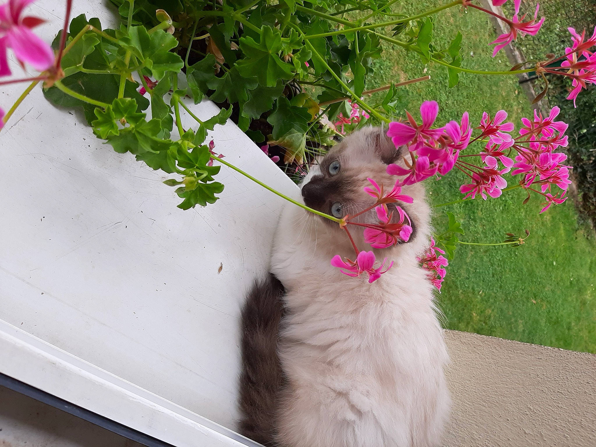 Mocca participe au concours pour gagner de l'argent avec cette photo : carnivore, cat, domestic_long_haired_cat, felidae, flower, flowerpot, fur, geranium, herbaceous_plant, pink, plant, ragamuffin, small_to_medium_sized_cats, tail, whiskers
