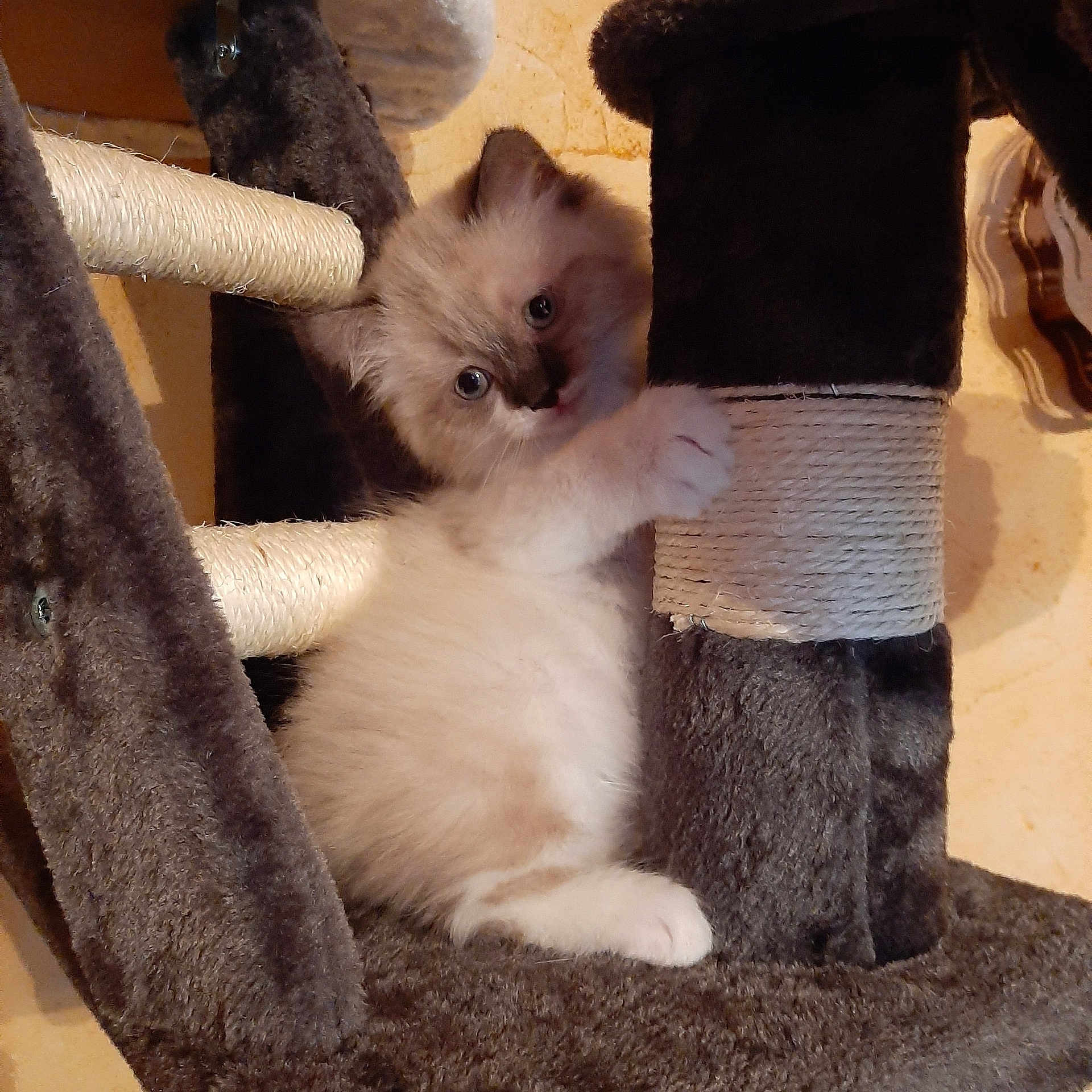 Mocca