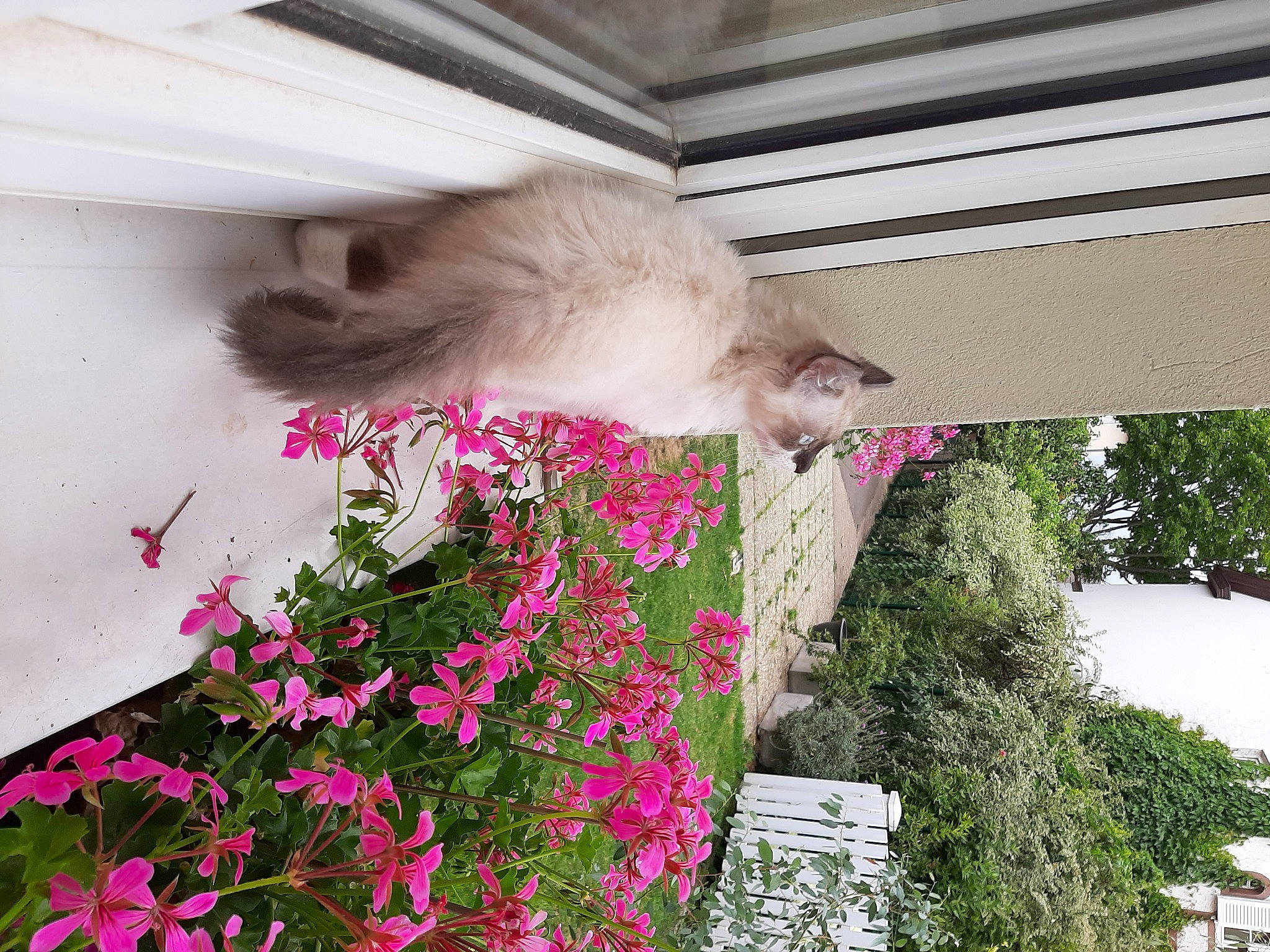 Mocca a rejoint le concours — aidez-le/la à gagner de superbes lots ! canidae, carnivore, cat, felidae, flower, herbaceous_plant, pink, plant, ragdoll, small_to_medium_sized_cats