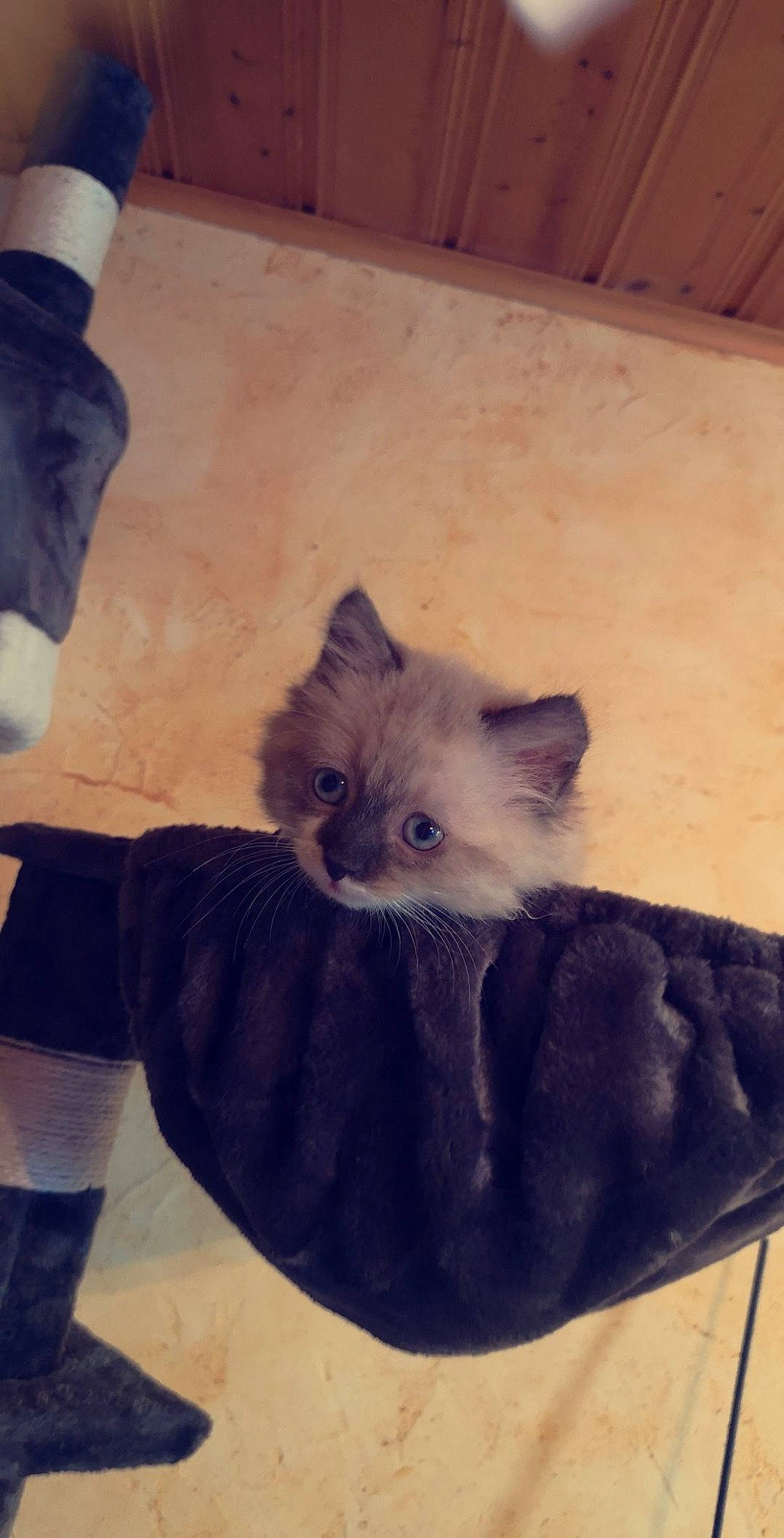 Mocca a rejoint le concours — aidez-le/la à gagner de superbes lots ! british_longhair, british_semi_longhair, carnivore, cat, domestic_long_haired_cat, eye, fawn, felidae, fur, kitten, mammal, nebelung, ojos_azules, small_to_medium_sized_cats, whiskers