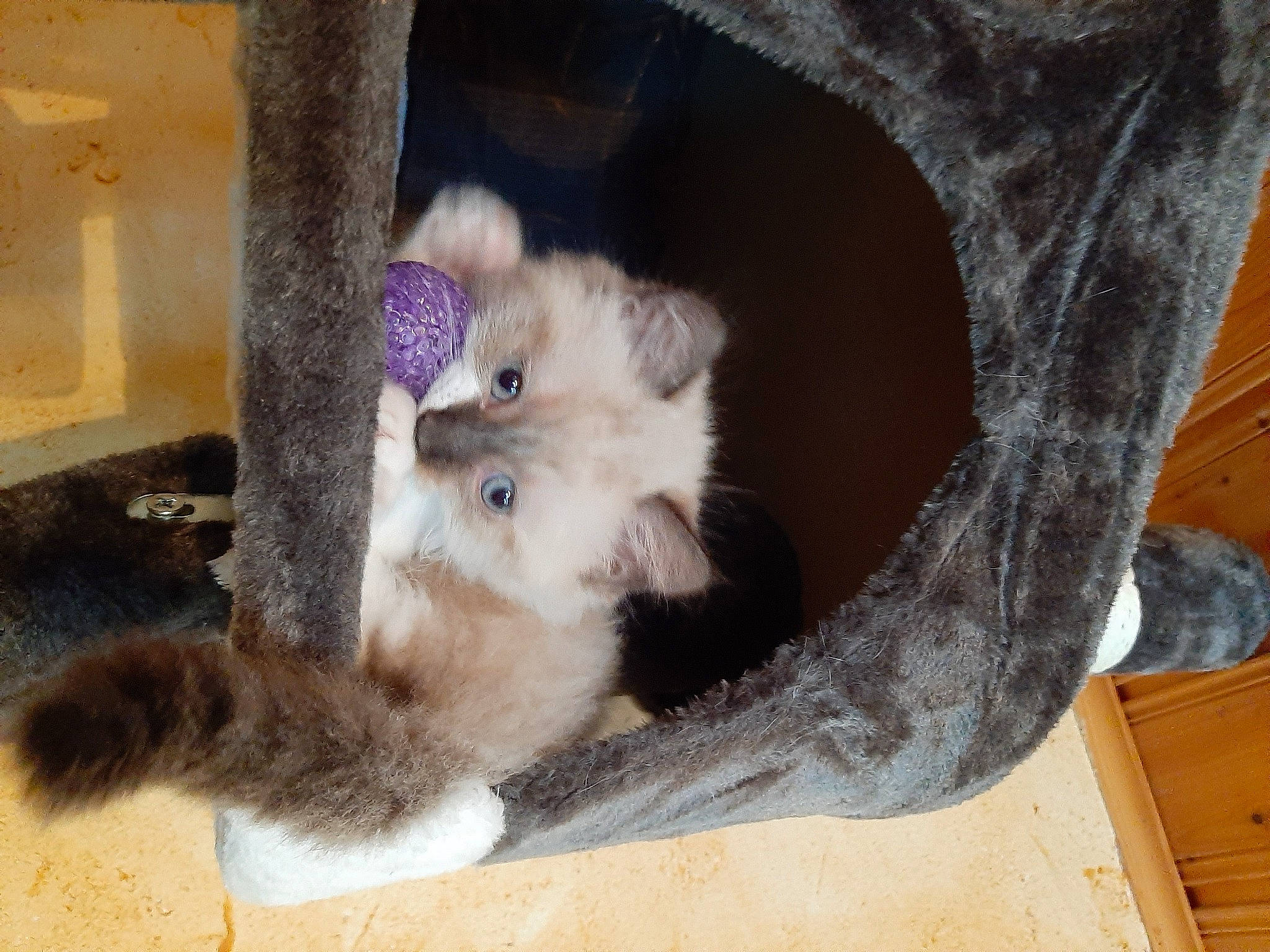 Mocca a rejoint le concours — aidez-le/la à gagner de superbes lots ! carnivore, cat, fawn, felidae, kitten, mammal, paw, polydactyl_cat, ragamuffin, small_to_medium_sized_cats, tail, whiskers