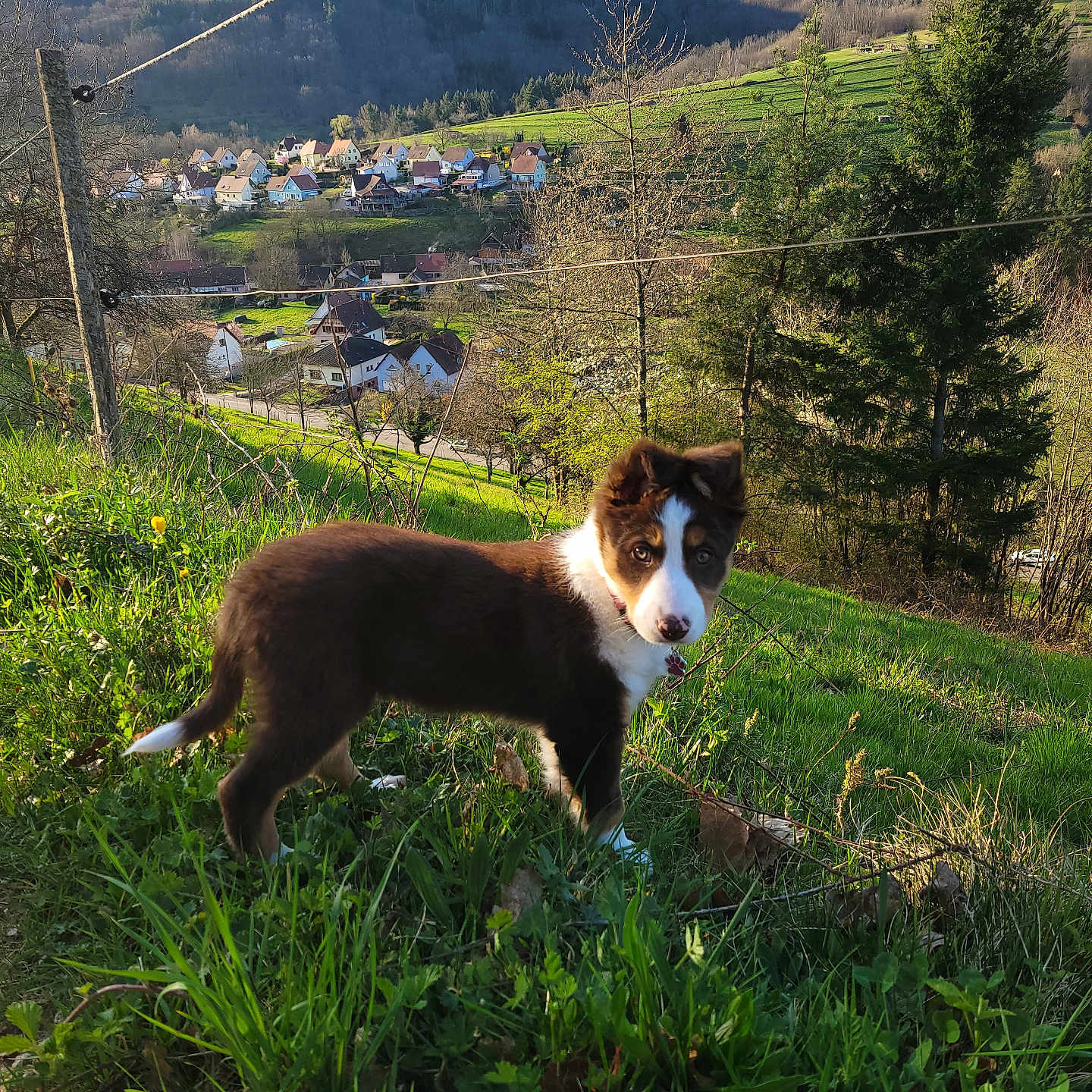Aïka a rejoint le concours — aidez-le/la à gagner de superbes lots ! animal, architecture, building, canine, countryside, dog, farm, field, fir, grass, grassland, nature, outdoors, pasture, pet, plant, rural, shelter, tree, vegetation