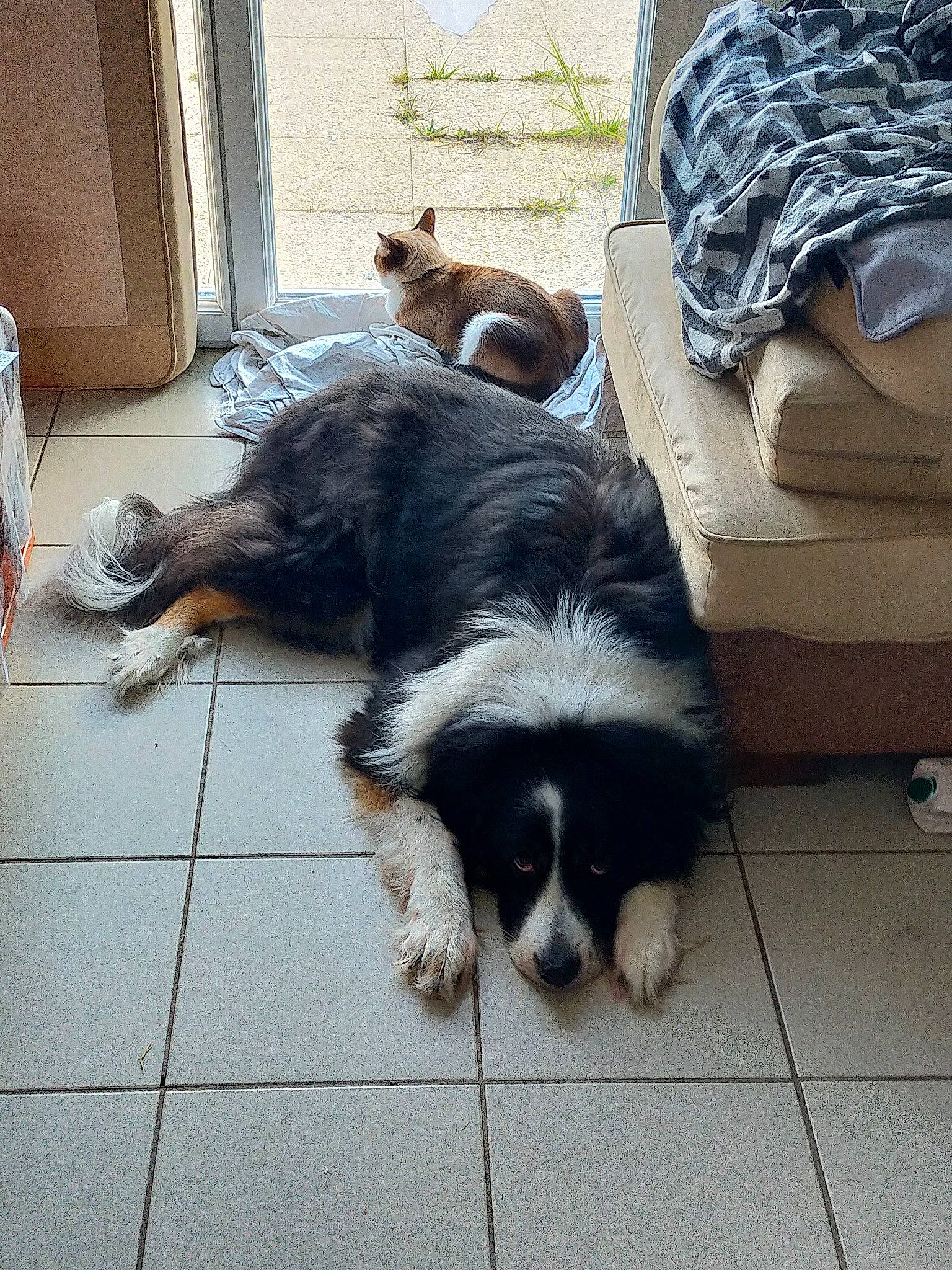 Lynka a rejoint le concours — aidez-le/la à gagner de superbes lots ! bag, border_collie, carnivore, comfort, companion_dog, dog, dog_breed, flooring, fur, gun_dog, herding_dog, paw, puppy, snout, spaniel, sporting_group, tail, toy_dog, working_animal, working_dog