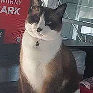 Plouff a rejoint le concours — aidez-le/la à gagner de superbes lots ! cat, indoor, pet, feline, collar, bell, sitting, fur, white_paws, brown_fur, black_fur, face, whiskers, table, blanket, curtain, household, relaxed, calm, portrait