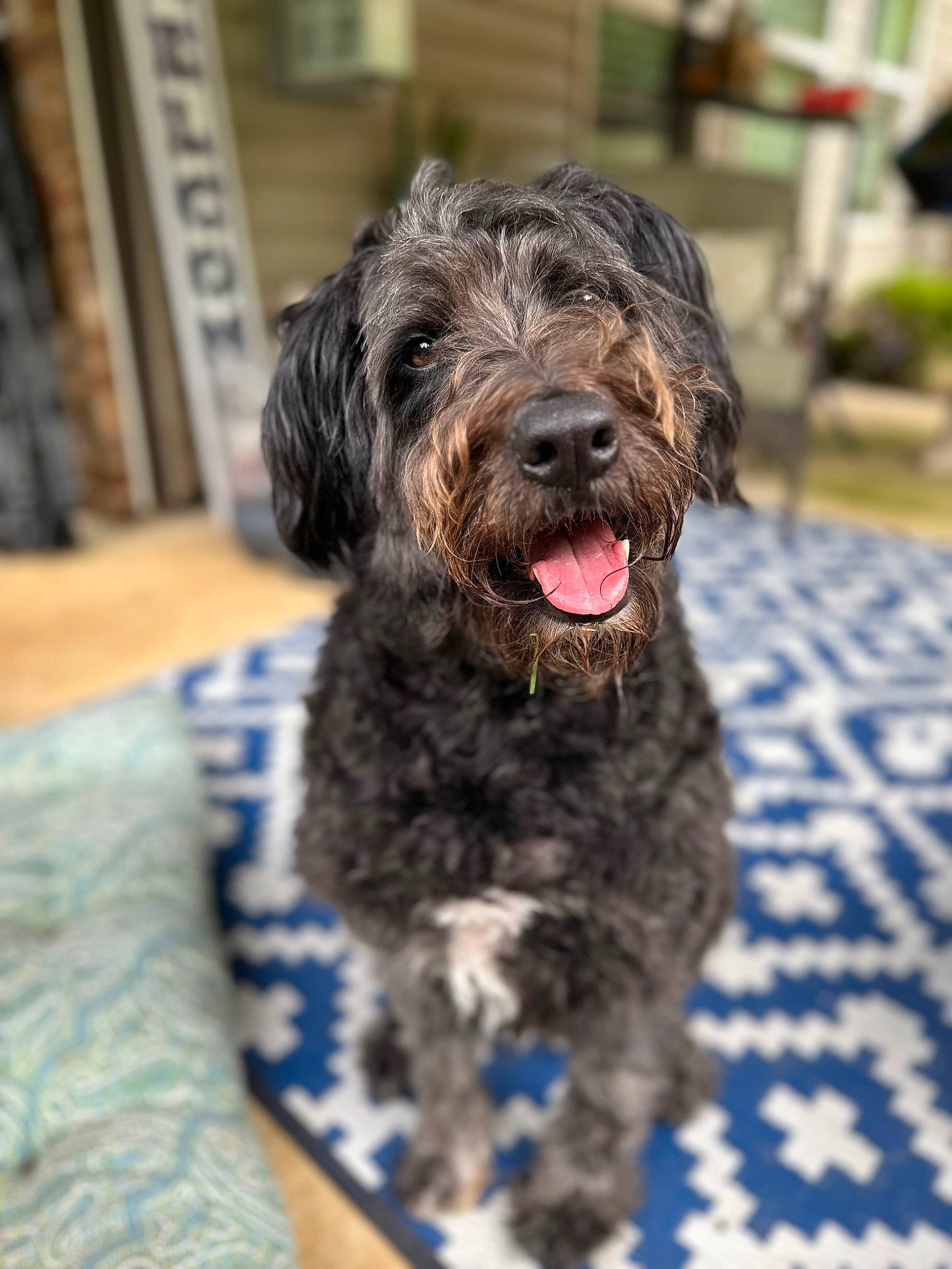 Molly is registered to the contest to win money with this photo: canidae, carnivore, companion_dog, dog, dog_breed, fur, labradoodle, liver, non_sporting_group, small_terrier, snout, sporting_group, terrestrial_animal, terrier, toy_dog, water_dog, working_animal, working_dog
