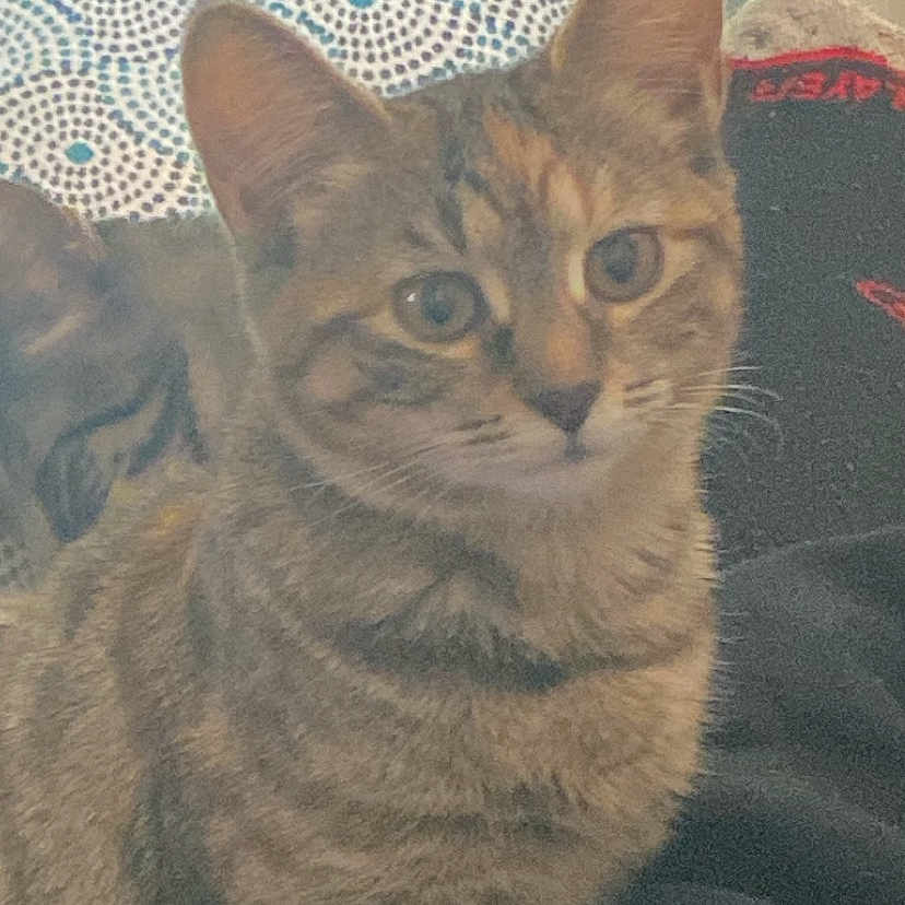 River is registered to the contest to win money with this photo: abyssinian, animal, blanket, cat, computer, computerhardware, couch, cushion, electronics, furniture, hardware, homedecor, kitten, laptop, manx, monitor, pc, pet, screen, text