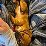 Tina participe au concours pour gagner de l'argent avec cette photo : puppy, dog, brown, pet, cute, cozy, blanket, hands, arms, fur, small, indoor, resting, looking_up, soft, warm, curious, companion, animal, snuggle