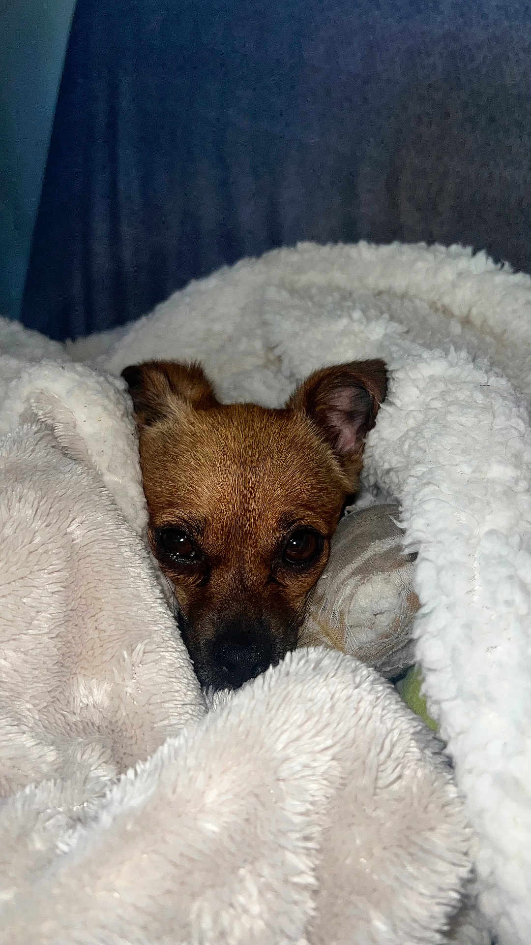 Tina participe au concours pour gagner de l'argent avec cette photo : dog, blanket, cozy, snuggled, fur, pet, cute, indoor, resting, warm, soft, small_dog, face, ears, sleepy, comfort, cushion, relaxation, closeup, brown_fur