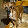 puppy, dog, brown, wooden_chair, woven_seat, indoor, pet, animal, small_dog, curious, tail_wagging, floor, clothing, jacket, cute, young_dog, ears, face, four_legs, shadow