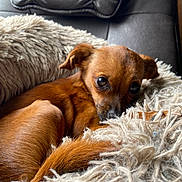 Tina participe au concours pour gagner de l'argent avec cette photo : dog, small_dog, brown_dog, pet, cute, fluffy_bed, shaggy_bed, couch, leather_couch, resting, relaxed, indoors, cozy, fur, animal, companion, cute_pet, close_up, looking, peaceful