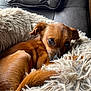 dog, small_dog, brown_dog, pet, cute, fluffy_bed, shaggy_bed, couch, leather_couch, resting, relaxed, indoors, cozy, fur, animal, companion, cute_pet, close_up, looking, peaceful