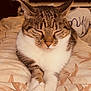 Caline participe au concours pour gagner de l'argent avec cette photo : cat, tabby_cat, black_cat, bed, blanket, indoor, pet, sleeping, relaxed, feline, animal, fur, whiskers, paws, resting, cozy, home, television, light_reflection, two_cats