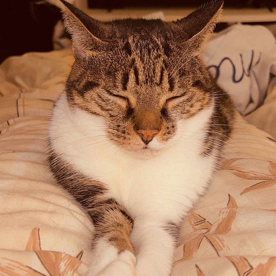 Caline participe au concours pour gagner de l'argent avec cette photo : animal, bed, black_cat, blanket, cat, cozy, feline, fur, home, indoor, light_reflection, paws, pet, relaxed, resting, sleeping, tabby_cat, television, two_cats, whiskers