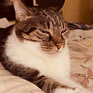 Caline participe au concours pour gagner de l'argent avec cette photo : cat, tabby, indoor, bed, resting, sleepy, whiskers, fur, paw, animal, pet, closeup, face, relaxed, comfortable, cozy, domestic, feline, patterned_bedspread, soft_lighting