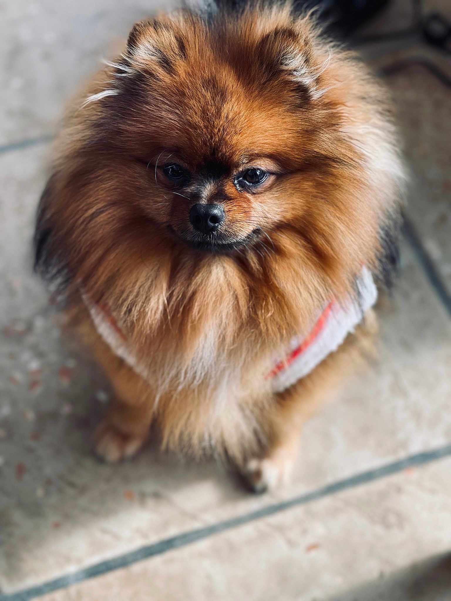 Paco