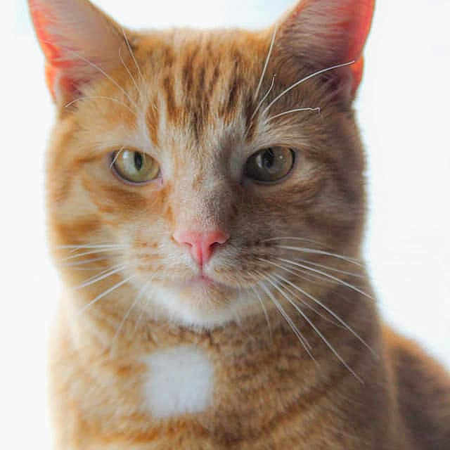 Biscuit is registered to the contest to win money with this photo: aegean_cat, american_wirehair, arabian_mau, asian, australian_mist, carnivore, cat, close_up, domestic_short_haired_cat, european_shorthair, fawn, felidae, german_rex, kitten, mammal, ojos_azules, small_to_medium_sized_cats, snout, tabby_cat, whiskers