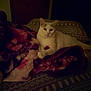 bed, bedding, blanket, cat, cozy, fur, home, indoor, looking_at_camera, low_light, night, patterned_blanket, paws, pet, portrait, relaxed, soft_texture, tabby_markings, whiskers, white_cat