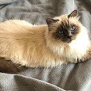 Précieuse participe au concours pour gagner de l'argent avec cette photo : cat, fluffy, blue_eyes, siamese, ragdoll, pet, animal, feline, lying_down, blanket, gray, soft, relaxed, cute, whiskers, ears, tail, indoor, closeup, portrait