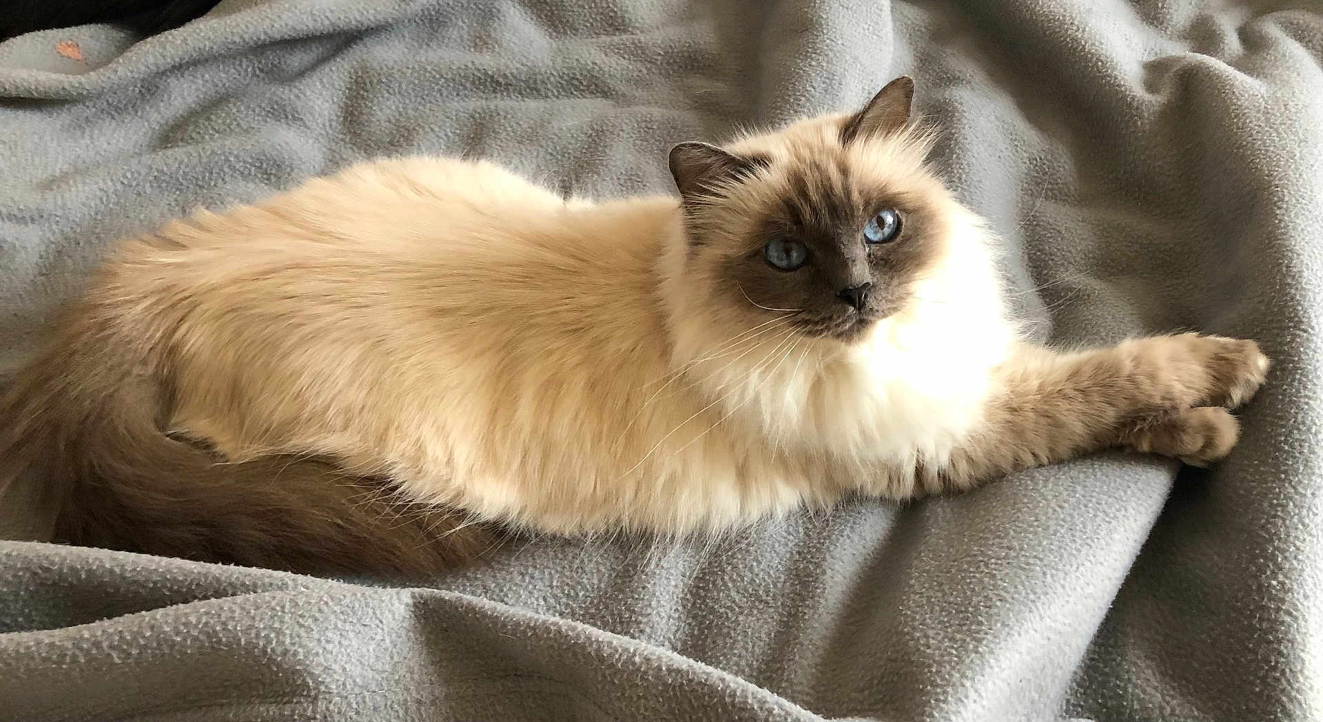 Précieuse participe au concours pour gagner de l'argent avec cette photo : cat, fluffy, blue_eyes, siamese, ragdoll, pet, animal, feline, lying_down, blanket, gray, soft, relaxed, cute, whiskers, ears, tail, indoor, closeup, portrait