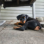 Moose joined the competition — help win amazing prizes! puppy, rottweiler, dog, outdoor, concrete, bench, wood, black_and_tan, pet, young, lying_down, curious, animal, floor, cute, small, ears, eyes, tail, resting